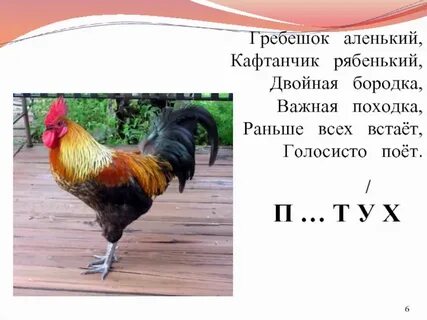 Загадка шапочка алая жилеточка нетканая кафтанчик рябенький