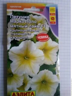Янтарная петуния