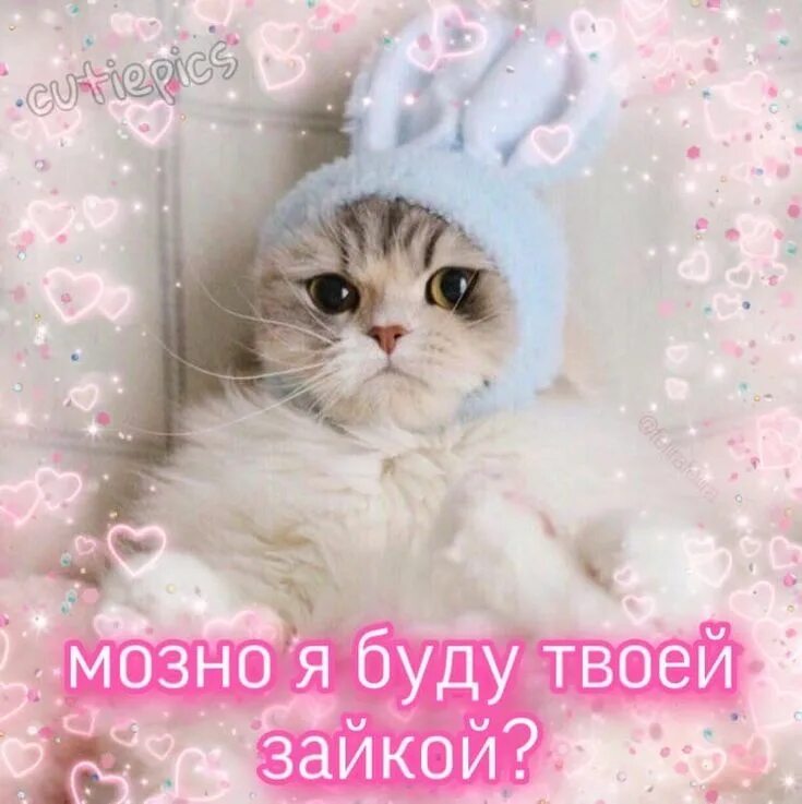 Котик с сердечком. Милые котята мяукают. Милый кот. Милое мяу. Котята на розовом фоне.