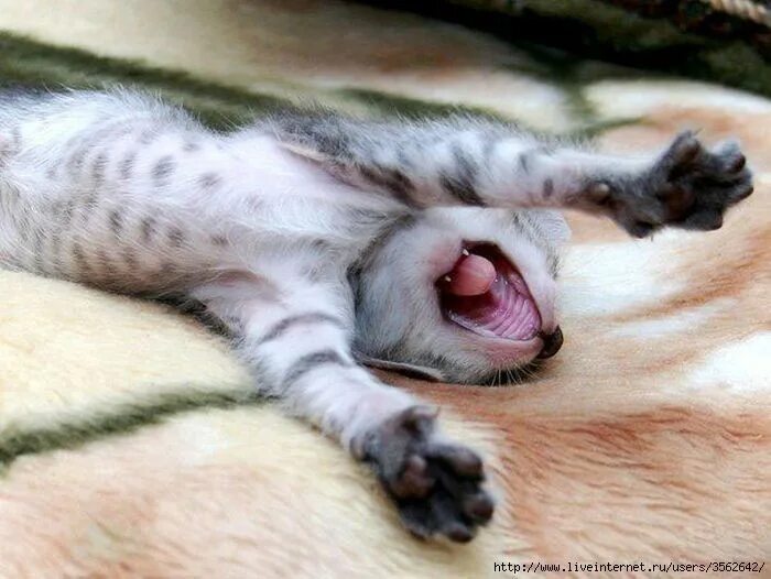 Pin on cat pls