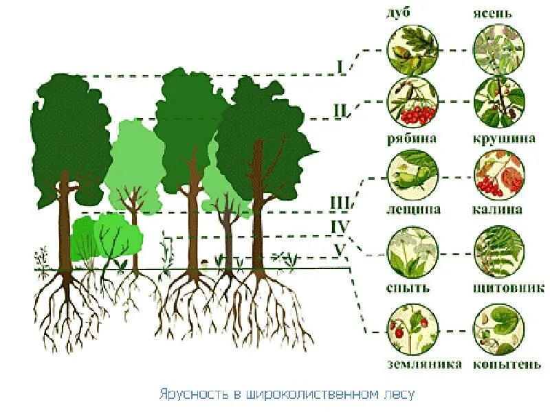 Растения 1 2 3 яруса
