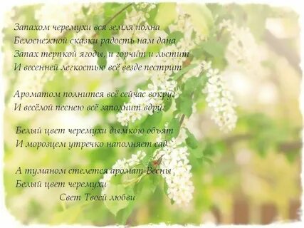 Песня слова и черемуха в цвету
