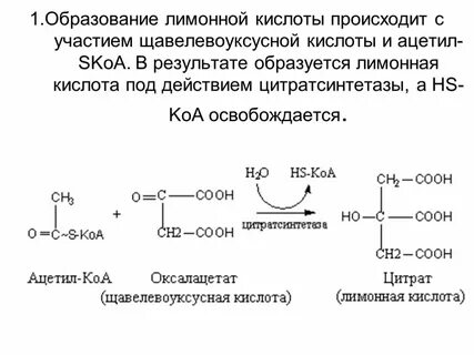 Яблочная кислота щавелевоуксусная кислота