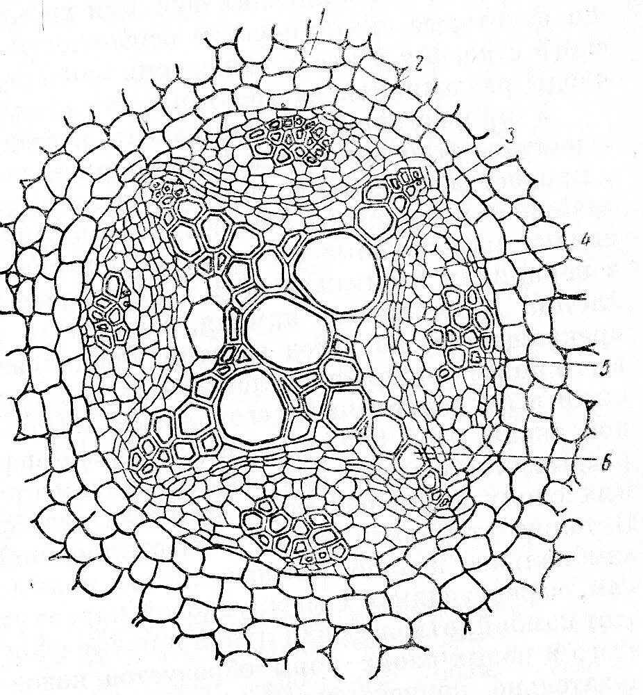Центральный цилиндр корня. Поперечный срез корневища орляка. Срез корня перицикл. Ризодерма (эпиблема). Поперечный срез герани.