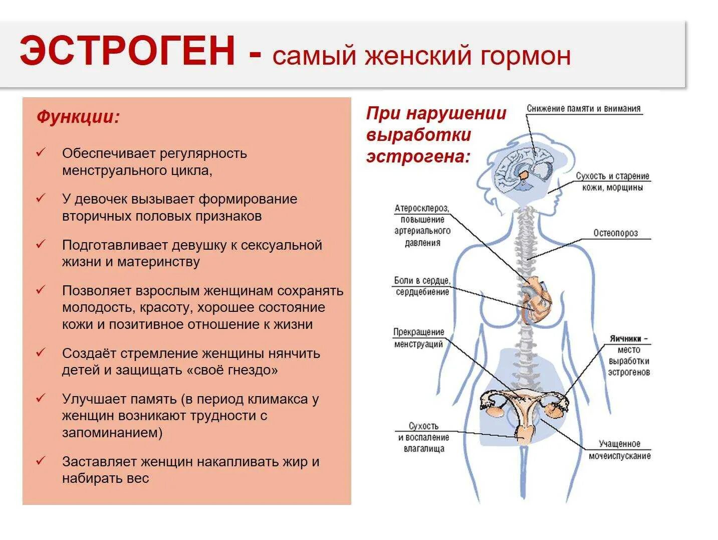 Роль эстрогена у женщин. Важные женские гормоны. Гормоны в организме женщины. Выработка половых гормонов у женщин. Эстрогены стимулируют