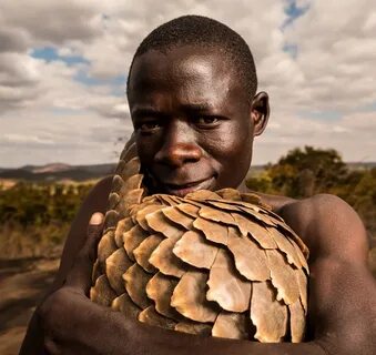 12 Photos Showing The Devastation Of Everyday Extinction Pangolin.