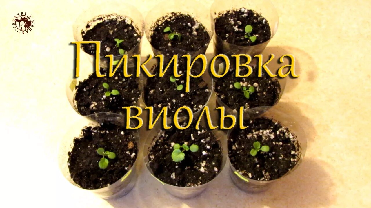 Пикировка виолы после всходов когда и как. Виола пикировка рассады. анютины глазки пикировка рассады. пикировка анютиных глазок. пикировка виолы в стаканчики.