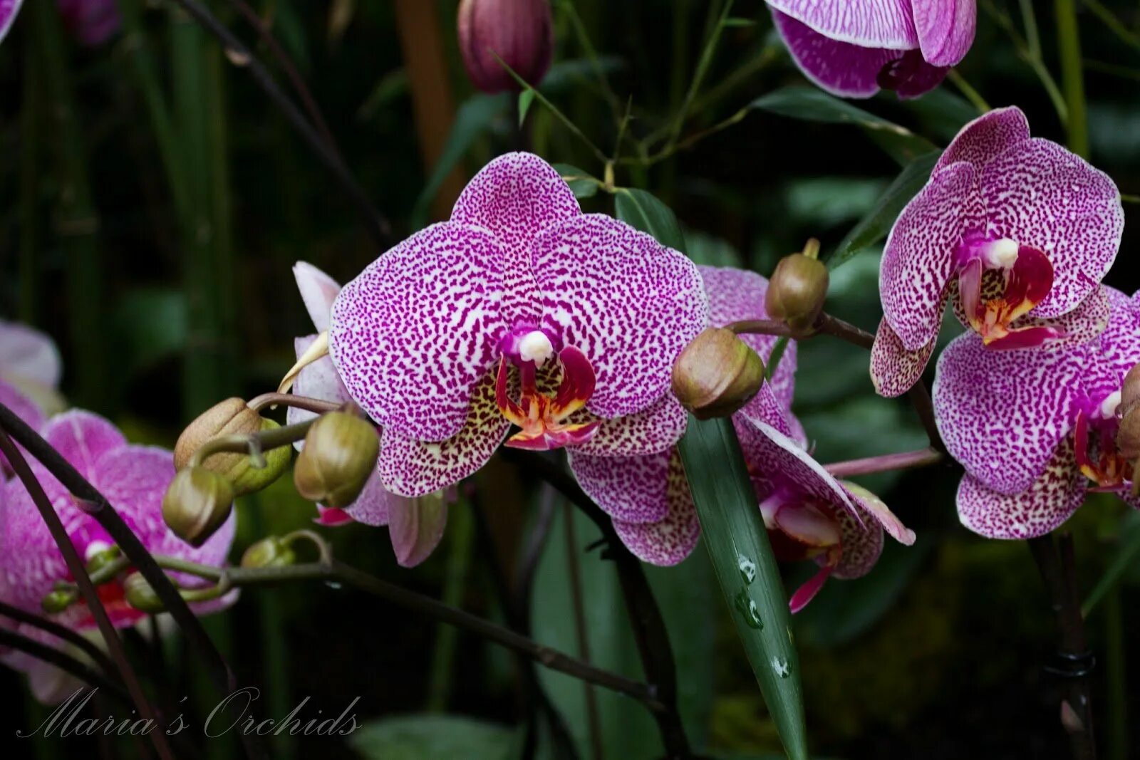Phal leopard. Фаленопсис leopard prince sogo. фаленопсис leopard prince пелорик. фаленопсис golden leopard. орхидея golden leopard (peloric.