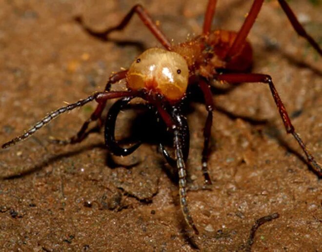 Эцитоны Бурчелли. Армейские муравьи-солдаты (Eciton burchellii). Ядовитые насекомые. Ядовитые гнасемое.