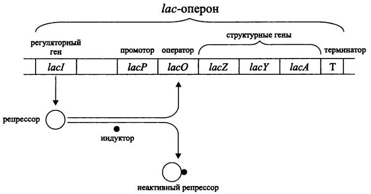 Лак оперон. Строение лактозного оперона кишечной палочки. lac оперон e coli. схема строения лактозного оперона кишечной палочки. схема lac-оперона.