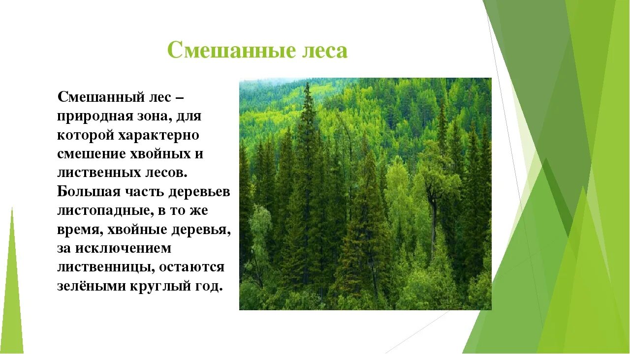 Природная зона тайги и смешанных лесов. Описание смешанных лесов. Смешанный лес презентация. Описание смешанного леса. Смешанные леса описание.