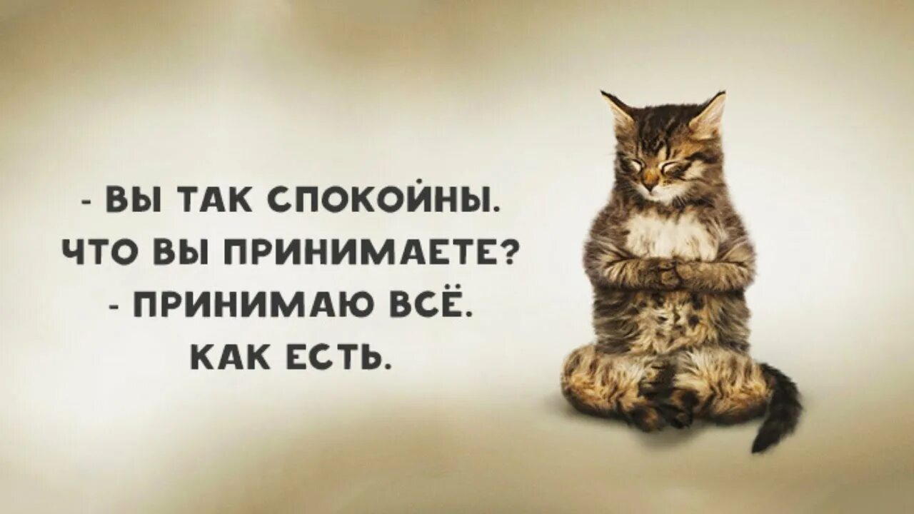 Нужно принимать все как есть. Вы так спокойны что вы принимаете. Что выпоинимаете все как есть. Принимаю все как есть. Вы так спокойны что принимаете все как есть.