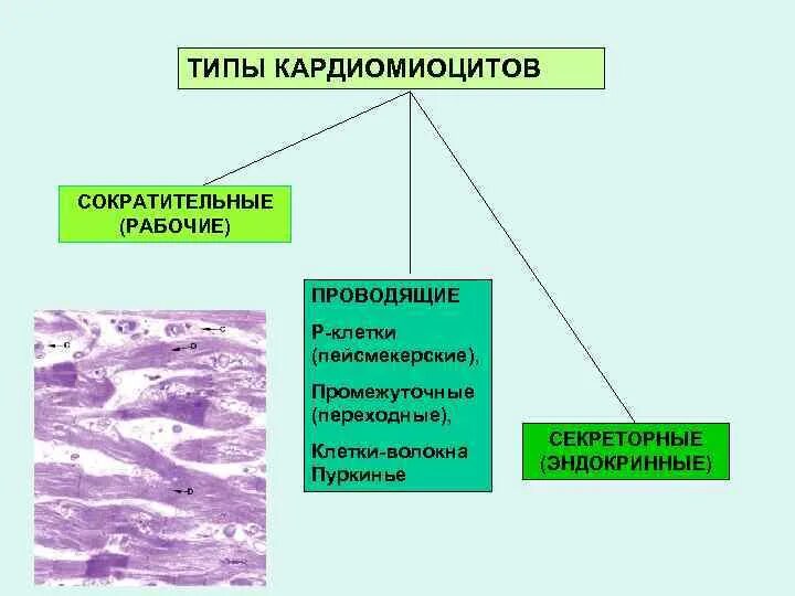 Основная функция типичных кардиомиоцитов. Типы кардиомиоцитов. разновидности кардиомиоцитов. функции сократительных кардиомиоцитов. типы кардиомиоцитов гистология.