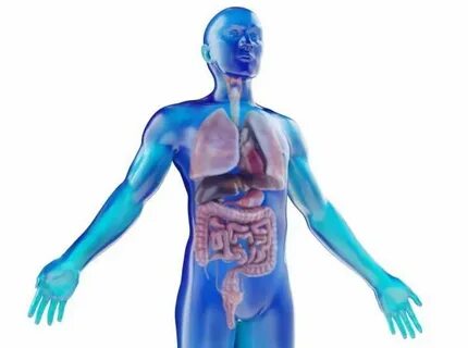 Inside body