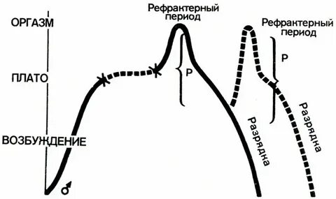 Рефрактерный период и его роль 10 класс