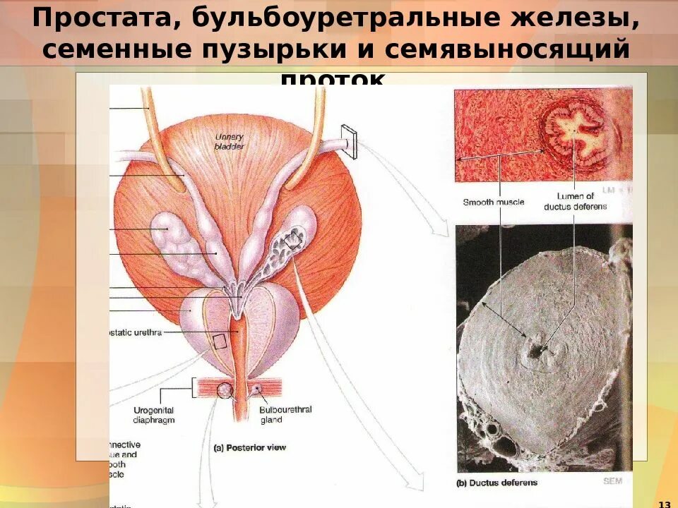 Семенной бугорок анатомия. Семенной бугорок гистология. Семенной холмик простаты. Семенной бугорок предстательной железы. Простата это предстательная