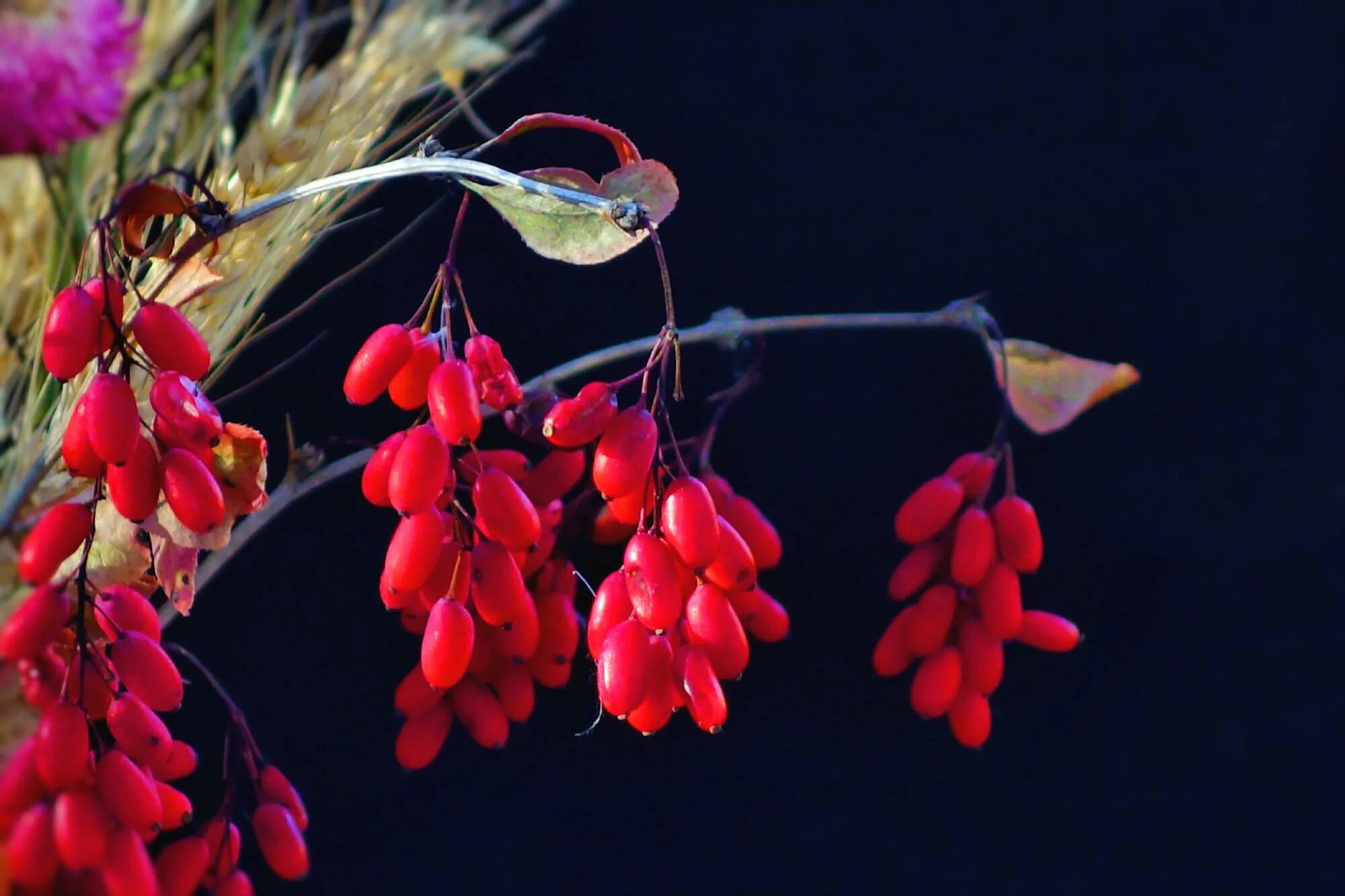 Барбарис класс. Барбарис продолговатый berberis oblonga. барбарис обыкновенный альба-вариегата. барбарис обыкновенный альба. барбарис разнокистевидный.