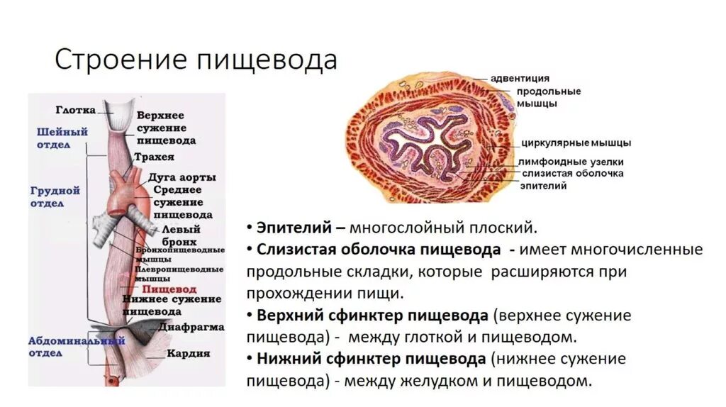 Пищевод анатомия человека функции. Функции пищевода анатомия. Пищевод строение и функции 8 класс. Пищевод: строение , отделы, функции..