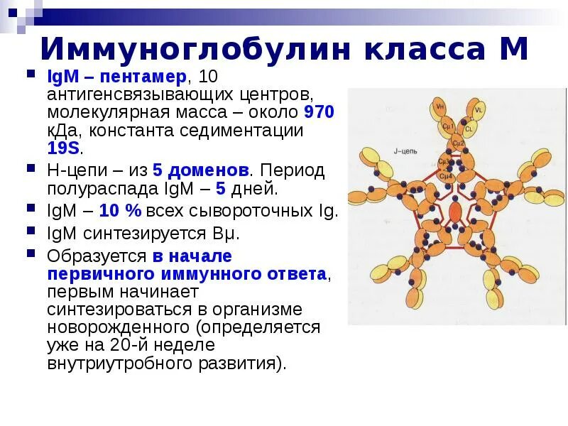 Иммуноглобулин 640. Пентамер иммуноглобулин. Имбиоглобулин. Иммуноглобулин класса е. Сильно повышен иммуноглобулин