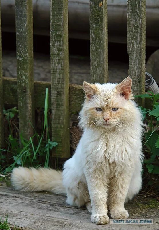 Старая кошечка. Старый кот. Дворовый кот. Белый облезлый кот. Старый облезлый кот.