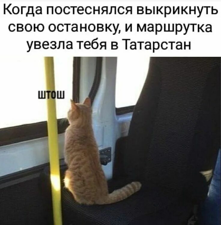 Кот автобус. Кошка в автобусе. Кот в автобусе прикол. Кот едет в трамвае. Что ответить на остановись