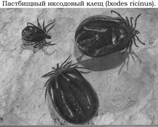 "Ужасные-опасные-вредные и иногда полезные".КЛЕЩИ. Немного о том, что вы о них у