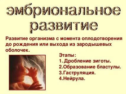 Эмбриональный период развития организма заканчивается