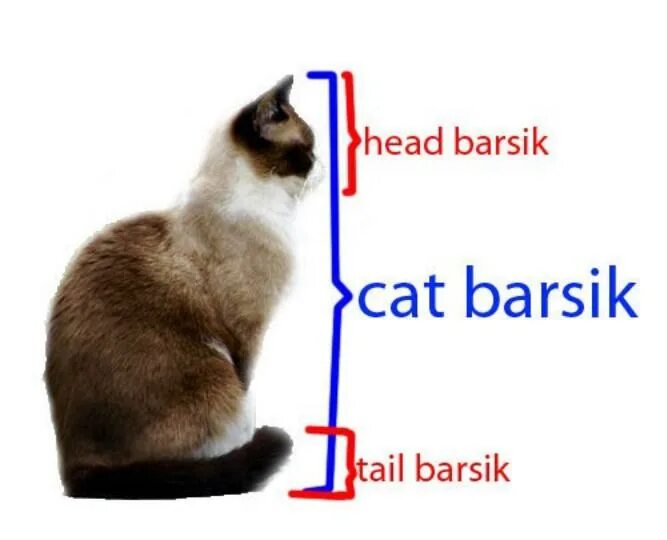 Cat tail head. Котята бегают. Кошачий хвост геншин. Хвост кота трафарет. Кошачий хвостик.