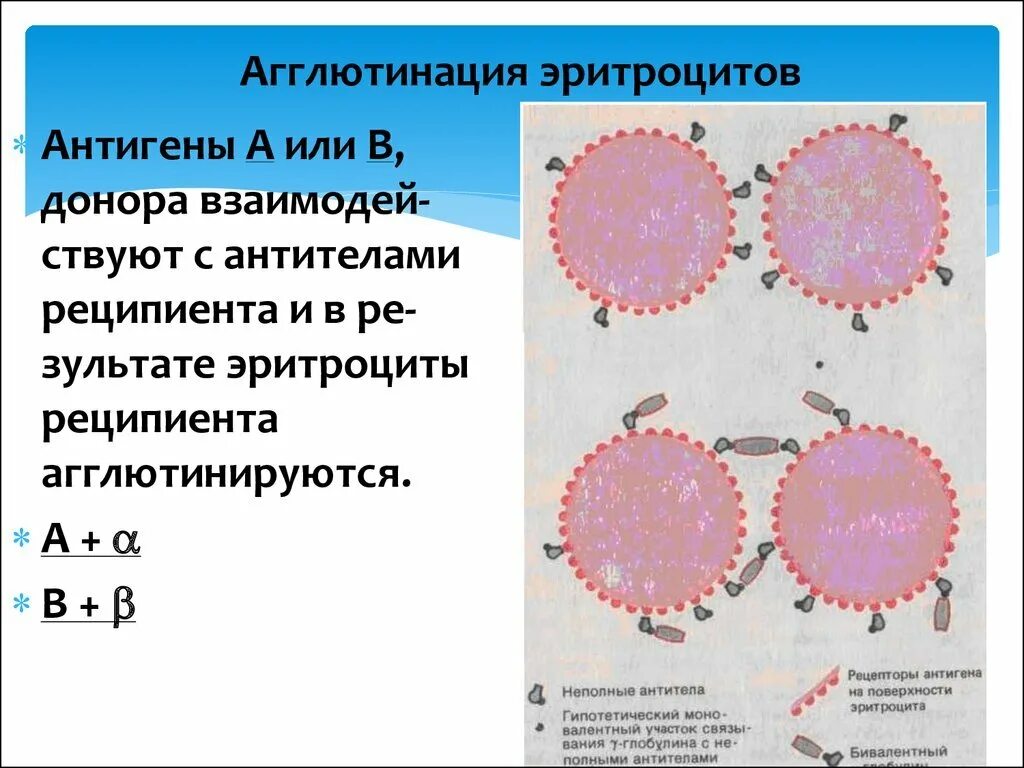 Схема агглютинации эритроцитов агглютининами. Реакция агглютинации эритроцитов механизм. Реакция склеивания эритроцитов. Реакция агглютинации при переливании.