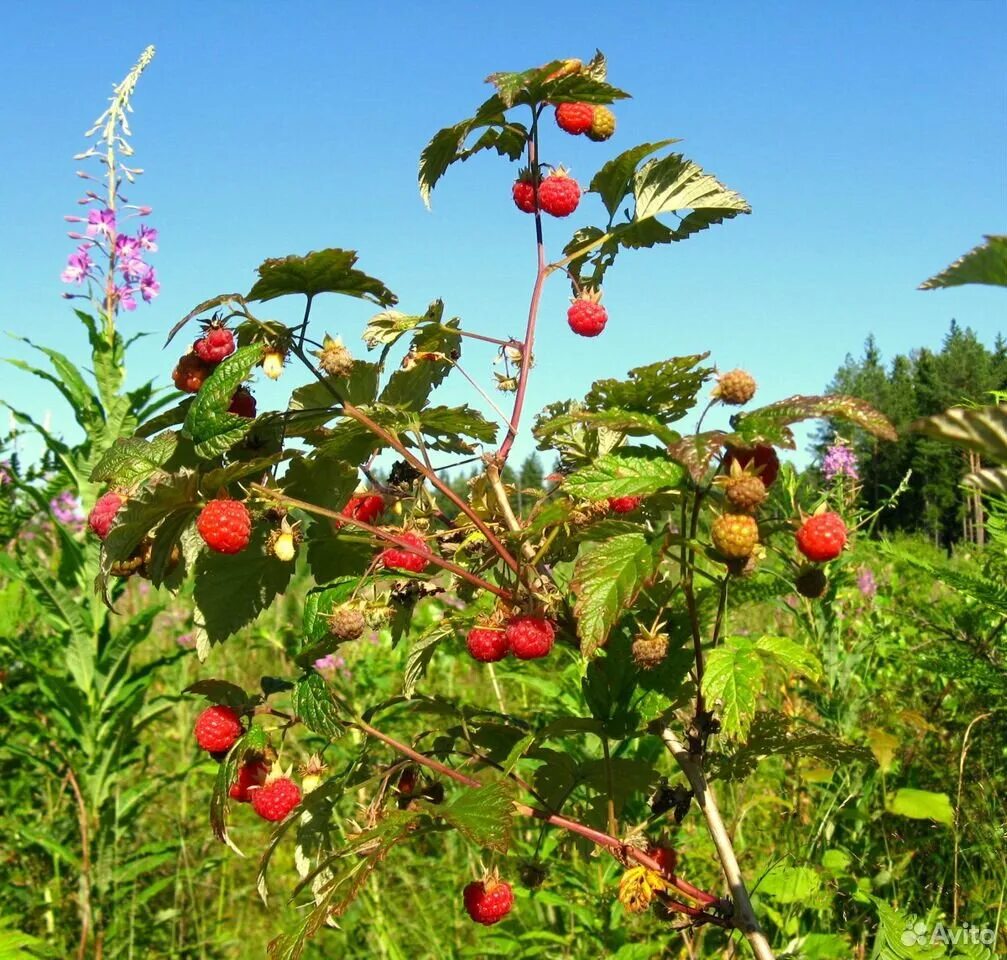 куст лесной малины. малина лесная. в каком лесу растет малина. малинник дикий. куст лесной малины.