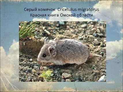 Сообщение серые