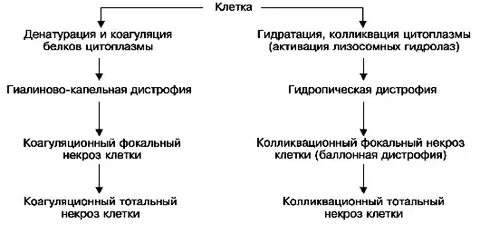 Патогенез дистрофии