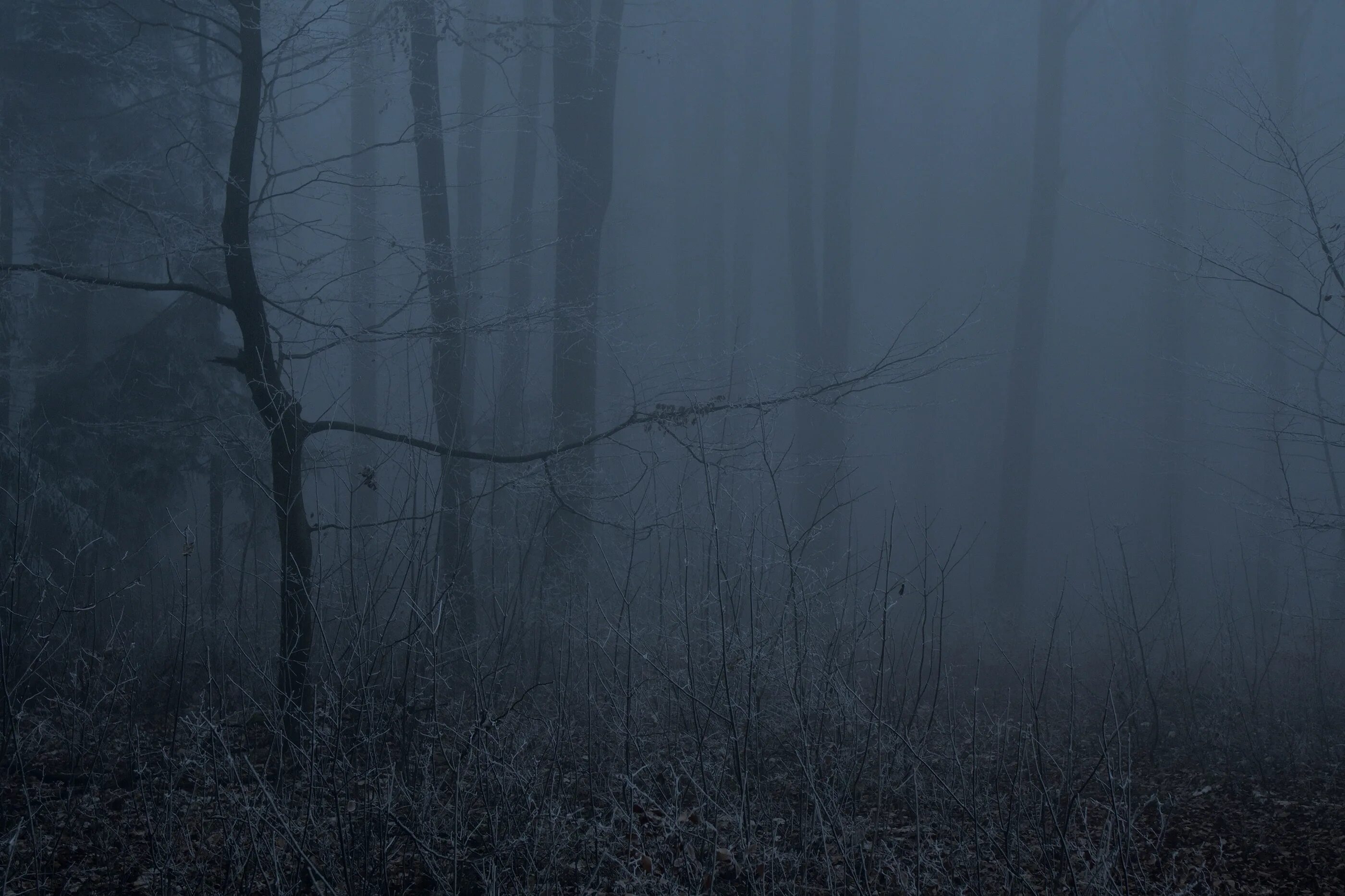 Dsp dark fog. Dsp dark fog. Профильные обои на рабочий стол. Черный туман 1855. Dark cold.