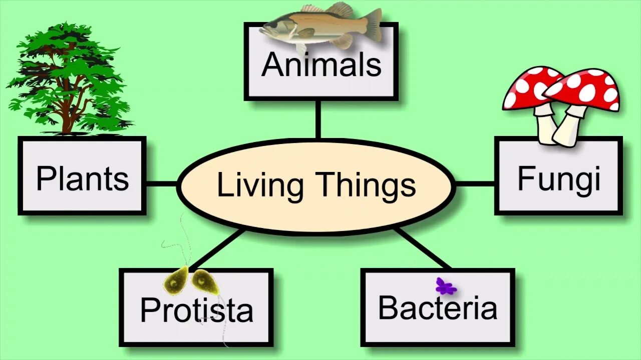 Living things. Living things around us презентация. Кластер на тему Living things. Living things around us 7 класс презентация. Living things around us контрольная работа