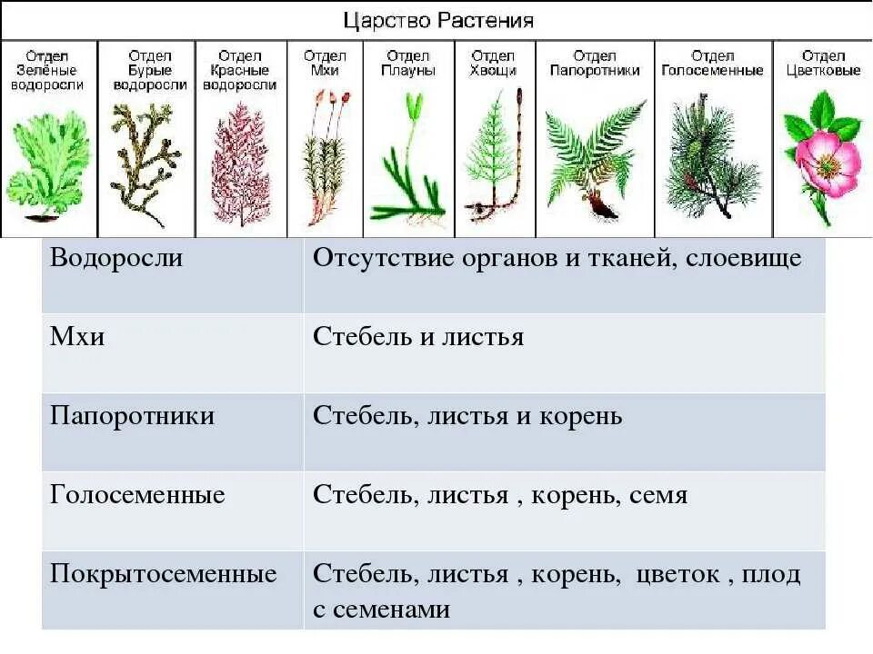 Три примера низших растений. Признаки отделов царства растений. Отделы царства растений 7 класс биология. Царство растения отдел цветковые. Отделы растений 7 класс биология.