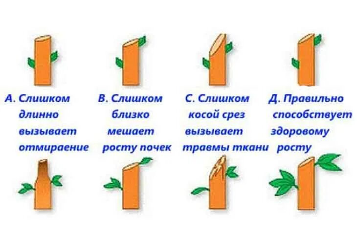 Как правильно обрезать волчки. Волчки после обрезки яблони. Обрезка яблони волчки. Обрезка груши весной волчки. Как правильно обрезать волчки на яблоне.