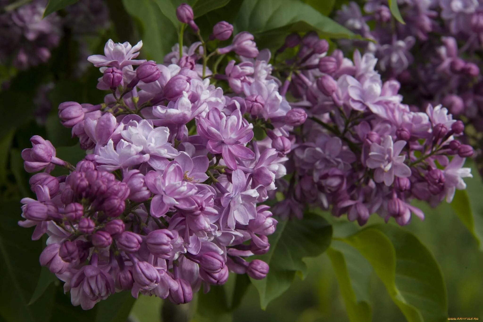 Сирень Персидская. Сирень Персидская (Syringa persica). Сирень Персидская рассеченнолистная (Syringa persica laciniata). Персидская махровая сирень.