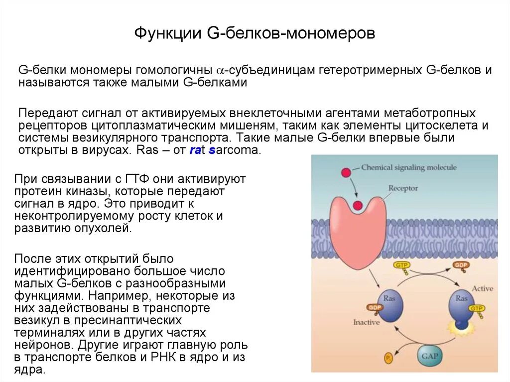 Мономеры белков функции