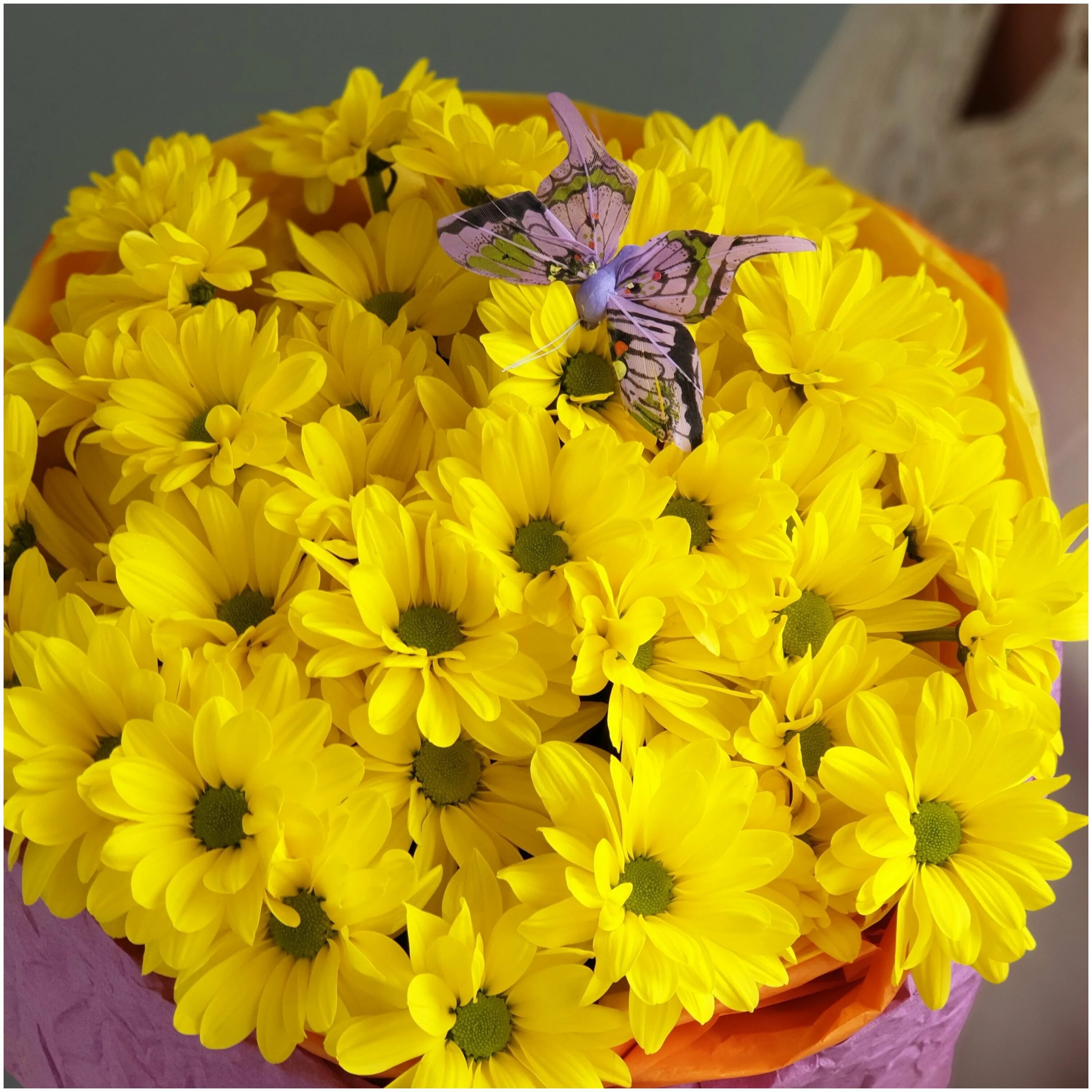 Хризантема магнум желтая. Хризантема таффета желтая. Желтые хризантемы с днем рождения. Хризантема магнум еллоу. Краспедия.