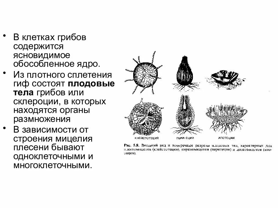 Клетка не содержащая обособленное ядро. Строение ядра прокариотной клетки. Какие клетки не имеют ядер. Одноклеточные и многоклеточные организмы. Клетка организма строение.