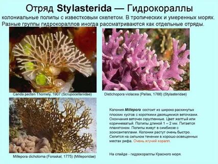 Коралловые полипы признаки
