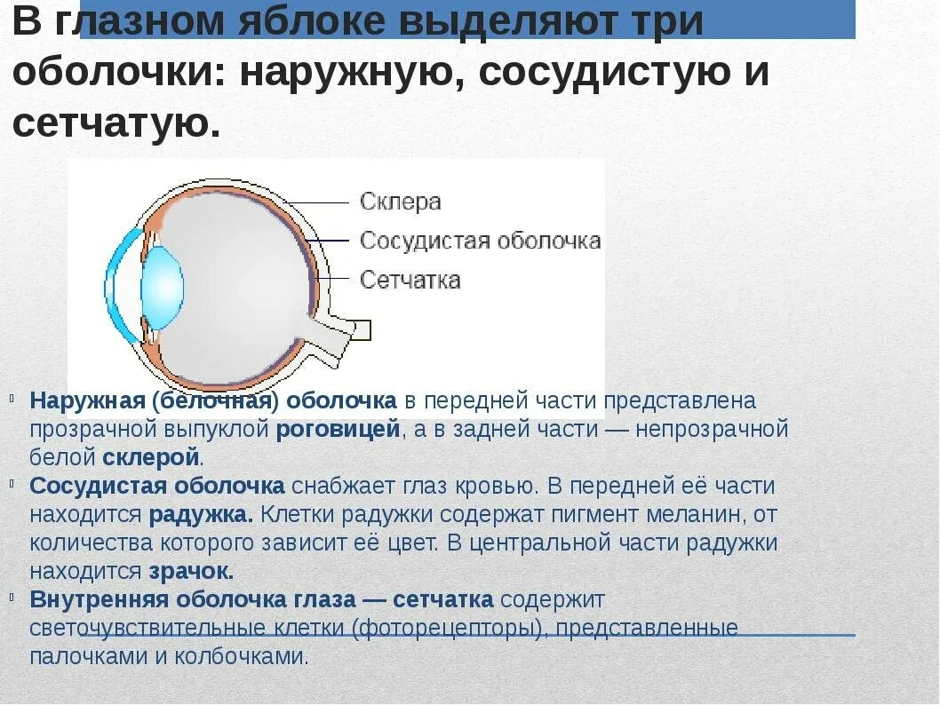 Какую функцию выполняет сосудистая оболочка глаза. Оболочки глазного яблока и их функции. Оболочки глазного яблока анатомия функции. Белочная сосудистая сетчатка функции. Внутренняя оболочка глазного яблока функции.