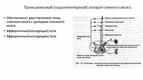 Связь спинного мозга с головным какая