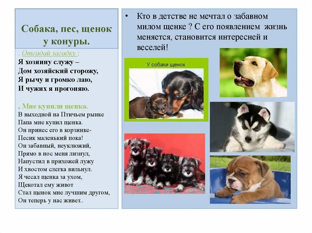 Домашние питомцы презентация. Презентация домашние животные собака. Презентация щенков. Проект домашние животные.