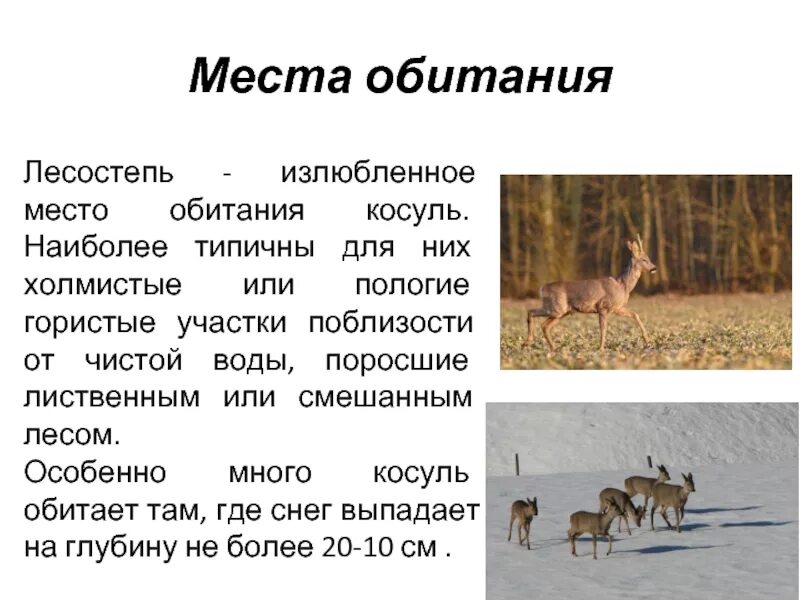 Косуля место обитания. Косуля зона обитания. Косуля обитает. Сообщение о косуле. Косуля в какой природной