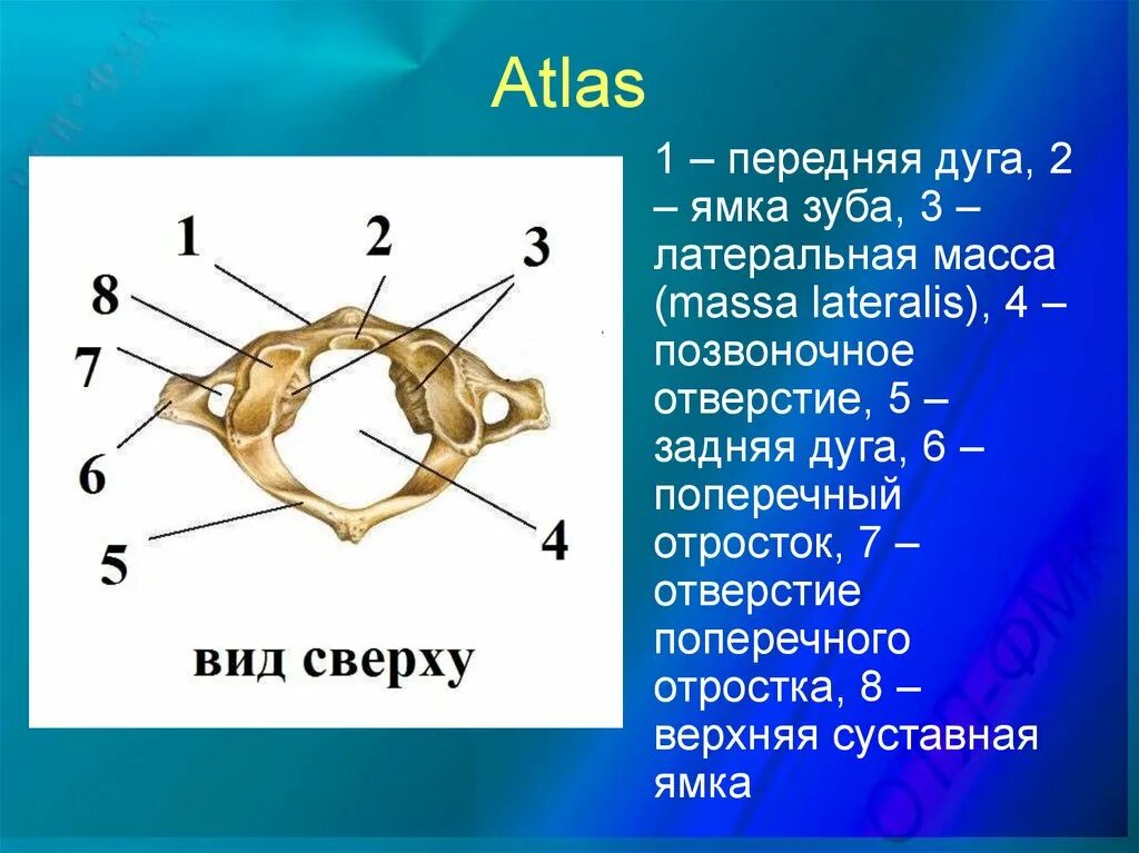 Позвонки строение атлас и атлант. Соединение 1 и 2 позвонков. Massa lateralis. Строение 1 шейного позвонка атланта. Arcus латынь.