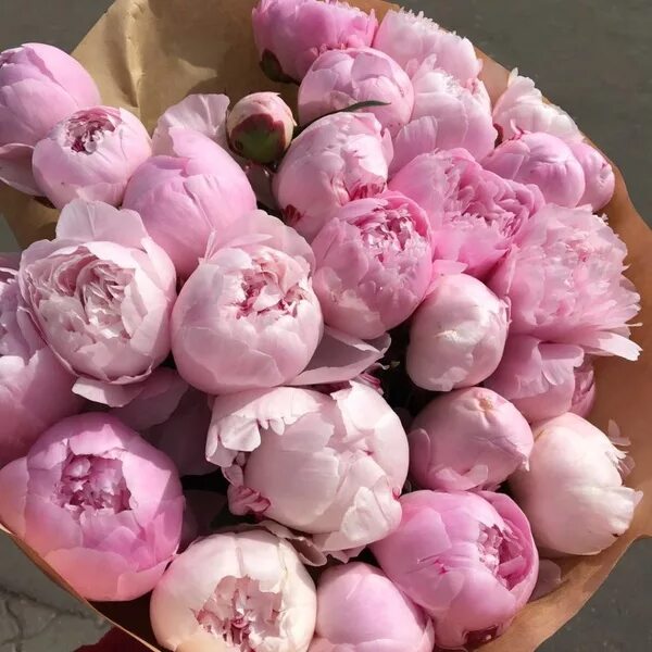 букет красных пионов. почему пионы такие дорогие. бордовые пионы.