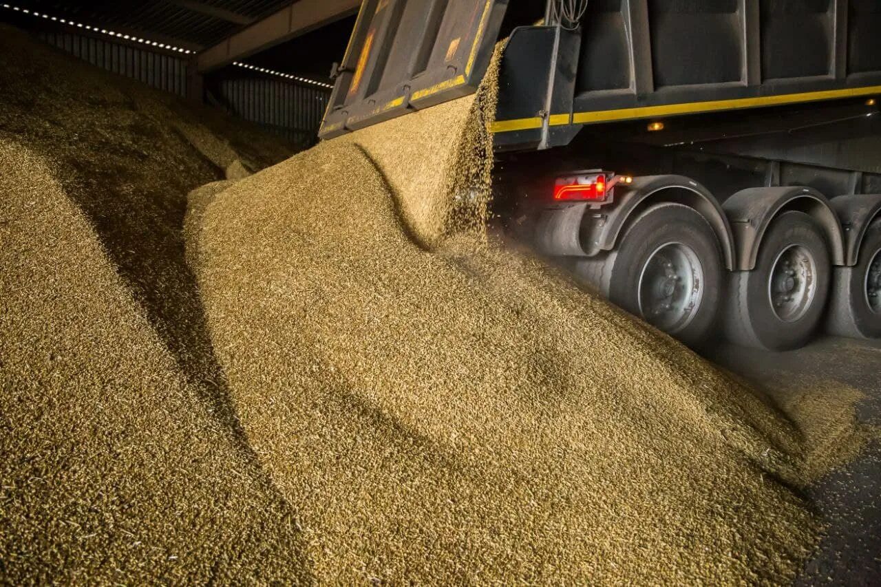 1 5 млн тонн. Тонна зерна. 10 Тонн зерна. Зерновой элеватор. Миллион тонн зерна.
