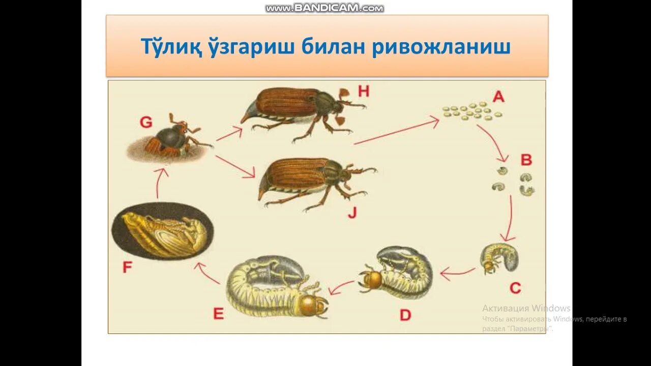 Тип превращения майского жука. Строение личинки майского жука. жизненный цикл майского жука. майский жук куколка цикл.