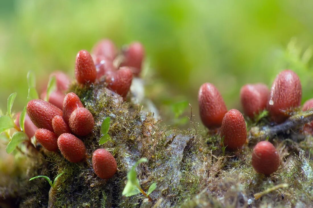 Слизневик. Lycogala conicum. Слизевик. Слизевики jpg. Ликогала коническая – Lycogala conicum pers..